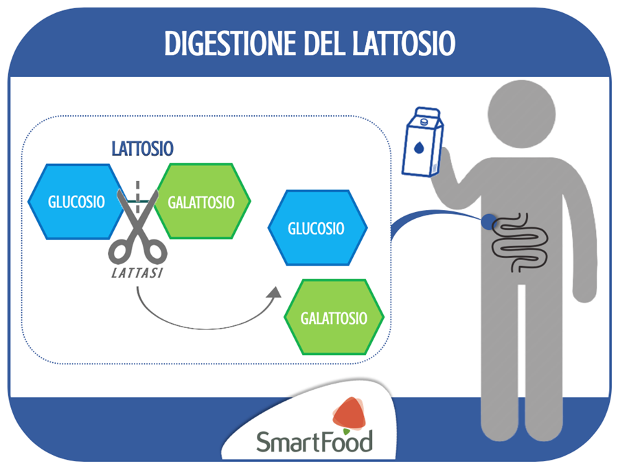 digestione lattosio