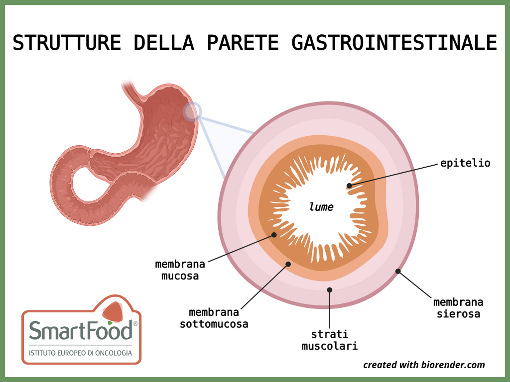 Parete Gastrointestinale