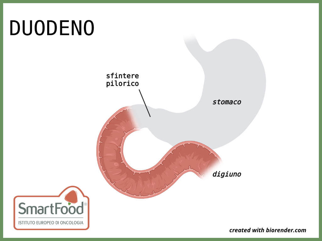 Duodeno