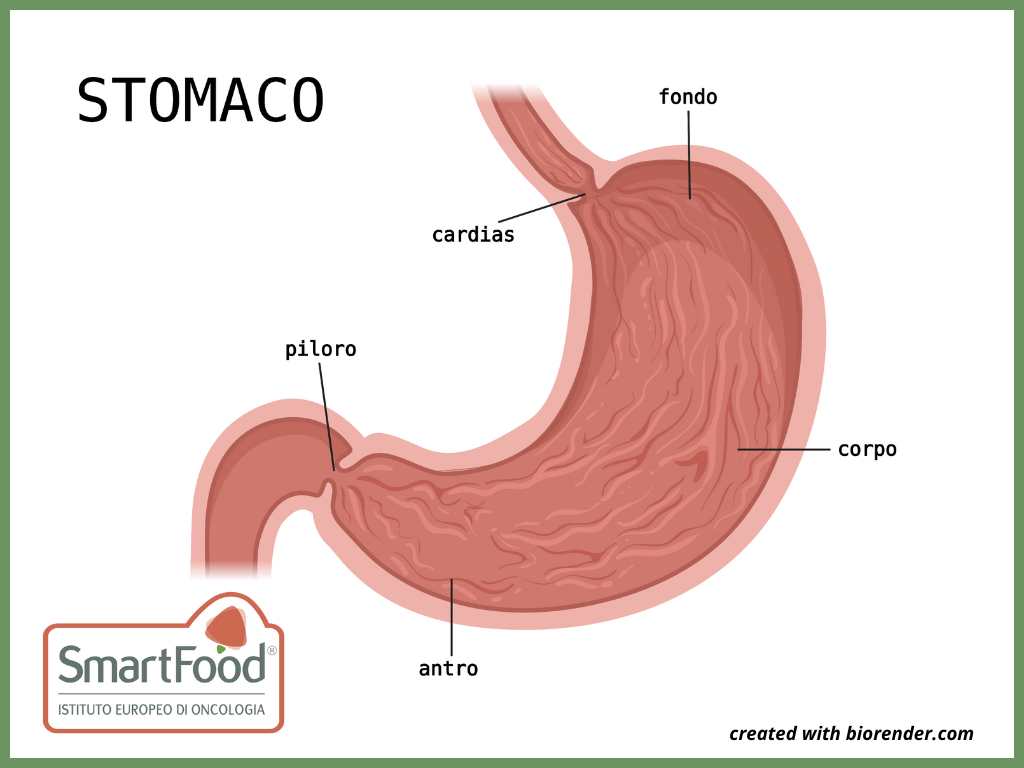 Stomaco