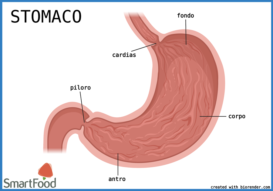 stomaco