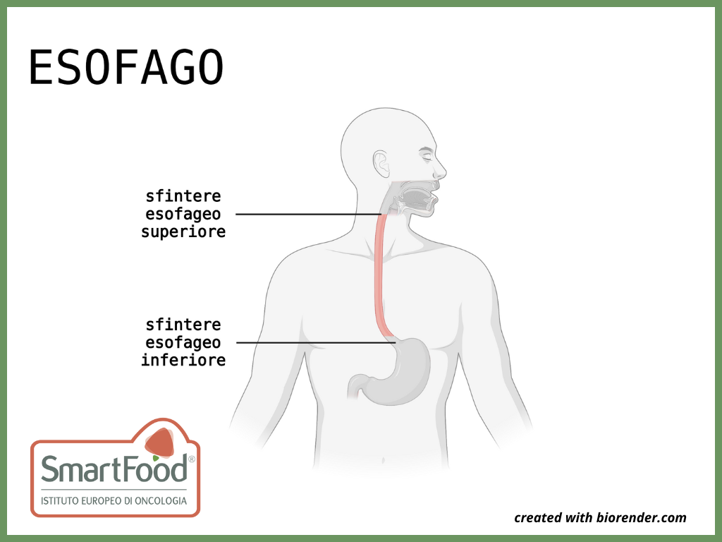 Esofago