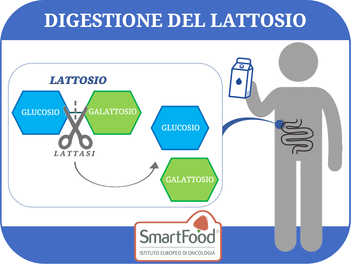 Digestione Lattosio